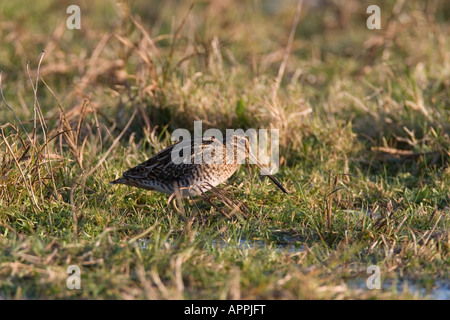 SCHNEPFEN GALLINAGO GALLINAGO SPAZIERGANG DURCH SUMPFIGEN BODEN Stockfoto
