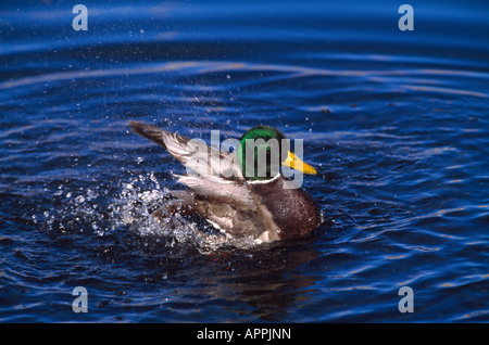 Greenhead Mallard Ente Anas Plathyrhynchos nimmt eine reiben ein Dub Dub Bad in das wilde Leben zu bewahren, etwas außerhalb von Jackson Wyoming Stockfoto