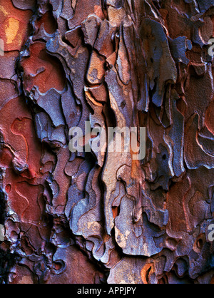 Abstrakte Rinde Design auf einem Baum Pinus Ponderosa in New Mexico USA Stockfoto