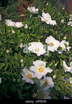 Eine ziemlich seltene immergrüne weiße Strauchrose Bracteata oder die MacCartney rose Stockfoto