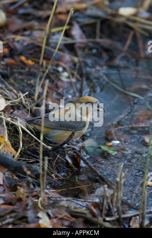 GEMEINSAMEN KREUZSCHNABEL LOXIA CURVIROSTRA UNREIFEN VOGEL ÜBER ZU TRINKEN AM WALD-POOL Stockfoto