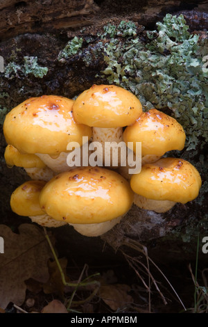 Pilz Pholiotus Adiposa wachsen auf gefallenen Baumstamm an einem regnerischen Tag Stockfoto