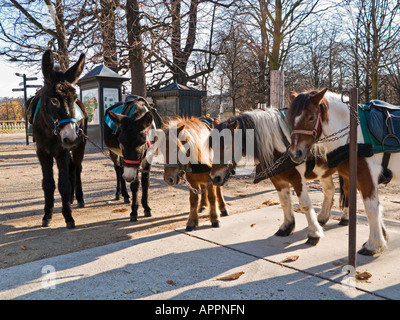 Gruppe von Eseln und Ponys warten im Jardin du Luxembourg Paris Frankreich Europa Stockfoto