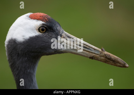 Rot-gekrönter Kran (Grus Japonensis) Stockfoto