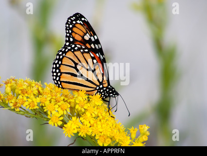 Monarchfalter (Danaus Plexippus) auf Goldrute Stockfoto
