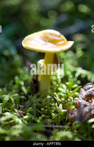 Wald-Pilz wachsen Pilze Pilz Tag niemand Natur gelb selektiven Fokus Fliegenpilz unter Stamm wächst Stockfoto