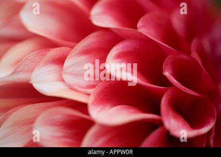 rosa Blüten Nahaufnahme Makro Detail Muster Hintergrund Dahlie Stockfoto