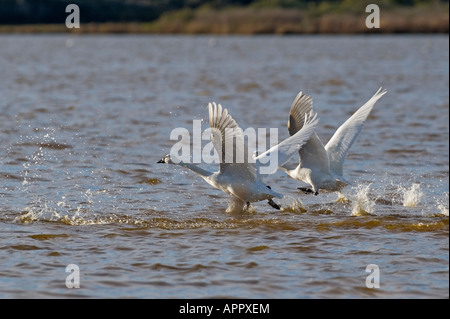 Zwei Schneegänse ausziehen aus einem Teich auf der äußeren Banken NC Stockfoto