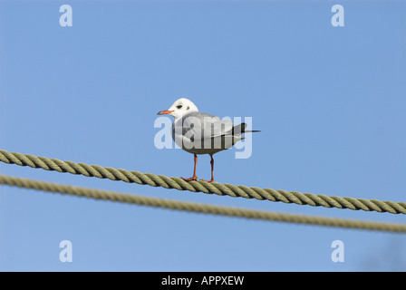 Schwarze Spitze Möve Larus Ridibundus thront am Seil im Winterkleid Norfolk UK Januar Stockfoto