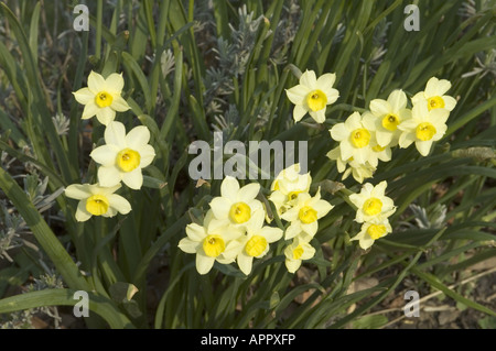 Frühling blühen Gelb Elritze Narzisse, UK. Stockfoto