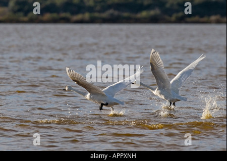 Zwei Schneegänse ausziehen aus einem Teich auf der äußeren Banken NC Stockfoto