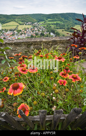 Gaillardia Blumen Dorndorf in Thüringen-Deutschland-Saale-Unstrut-Tal eines der nördlichsten Weinbauregionen Europas Stockfoto