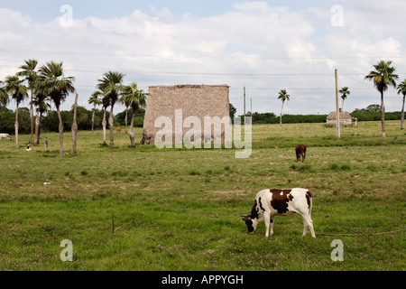 Kuh in Viñales, Kuba Stockfoto