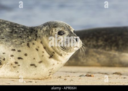 Gemeinsamen Dichtung Phoca Vitulina holte auf Sandbank bei Waters Edge North Norfolk UK Januar Stockfoto