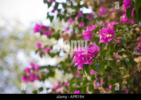 Bougainvillea Spectabilis Busch hautnah Stockfoto