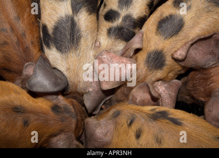 Eine Gruppe von Ferkeln, die versucht einen Apfel zu erhalten Stockfoto