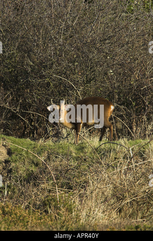 Muntjak Hirsch Muntiacus Reevesi Männchen ernähren sich von Küsten Heathland Suffolk UK Januar Stockfoto