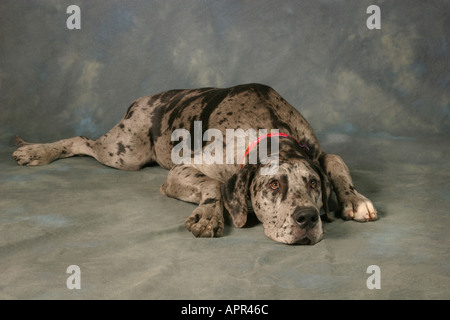 Eine Deutsche Dogge Hund 7 Monate alten Männchen Stockfoto