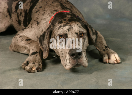 Eine Deutsche Dogge Hund 7 Monate alten Männchen Stockfoto