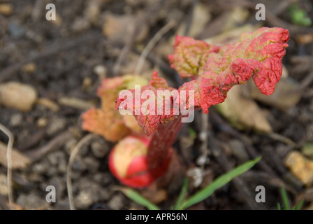 Rhabarber Rosenkohl rot mit neuen grünen Blättern auf einem organischen Schrebergarten. Stockfoto