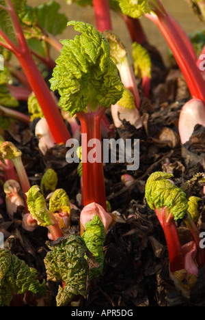 Rhabarber Rosenkohl rot mit neuen grünen Blättern auf einem organischen Schrebergarten. Stockfoto