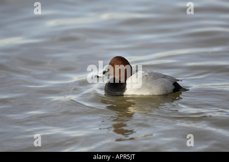 Tafelenten Aythya 40-jähriger männlichen Norfolk Cambridgeshire Grenze Uk Januar Stockfoto