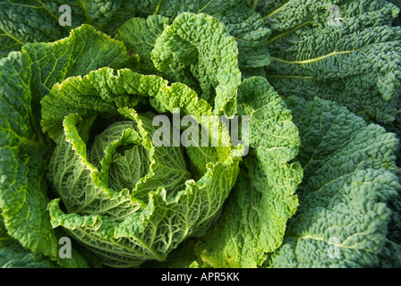 Grünen Wirsing in einer organischen Zuteilung im Winter Garten wachsen. Stockfoto