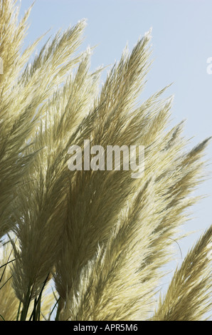 Cortaderia selloana Stockfoto