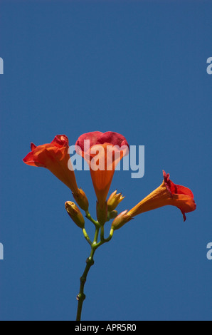 Campsis X tagliabuana 'Madame Galen' Stockfoto