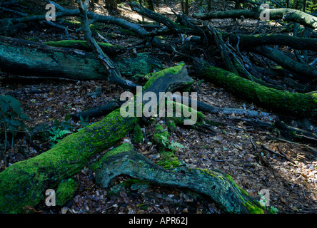 Moos bedeckten Holz Stockfoto