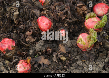 Rhabarber Rosenkohl rot mit neuen grünen Blättern auf einem organischen Schrebergarten. Stockfoto