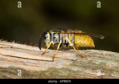GEMEINSAMEN WESPE VESPULA VULGARIS SAMMELN HOLZ FIBRE ZUM NESTBAU Stockfoto