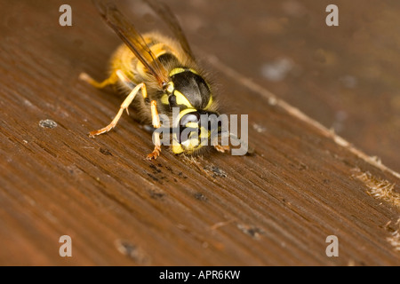 GEMEINSAMEN WESPE VESPULA VULGARIS SAMMELN HOLZ FIBRE ZUM NESTBAU Stockfoto