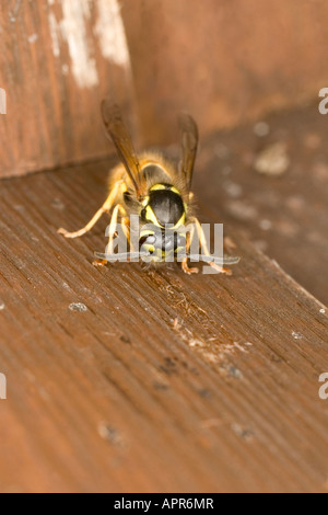 GEMEINSAMEN WESPE VESPULA VULGARIS SAMMELN HOLZ FIBRE ZUM NESTBAU Stockfoto
