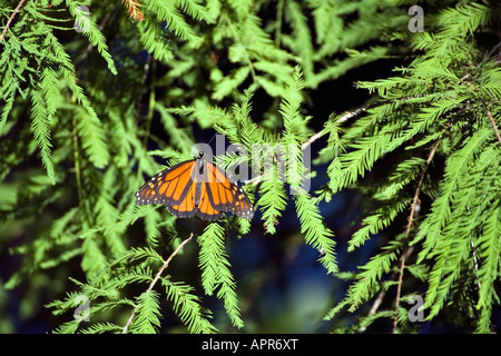 Monarch Danaus Plexippus St. Louis Missouri USA 31 August erwachsenen männlichen Nymphalidae Danainae Stockfoto