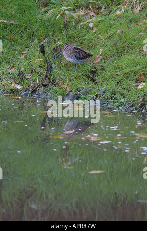 SCHNEPFEN GALLINAGO GALLINAGO SPAZIERGANG DURCH SUMPFIGES GRASLAND Stockfoto
