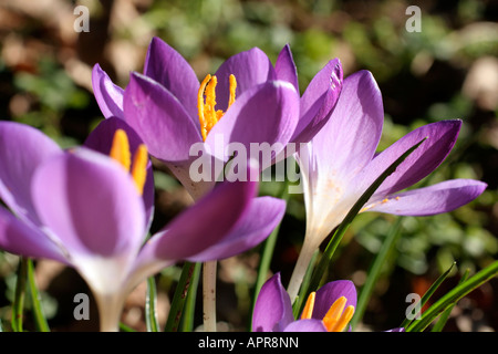 Crocus Tommasinianus Ende Januar Stockfoto