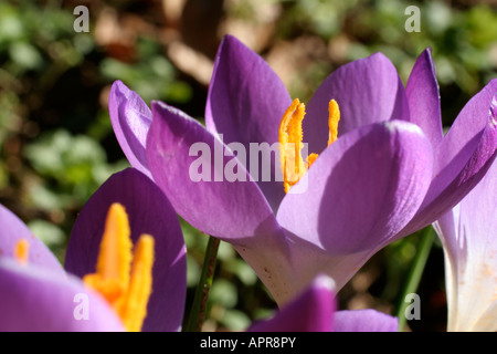 Crocus Tommasinianus Ende Januar Stockfoto