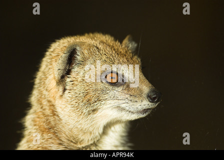 Gelbe Mongoose Cynictis Penicillata gefangen UK Nahaufnahme des Kopfes Stockfoto