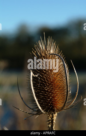 Karde Pflanze vor unscharfen Landschaft Stockfoto