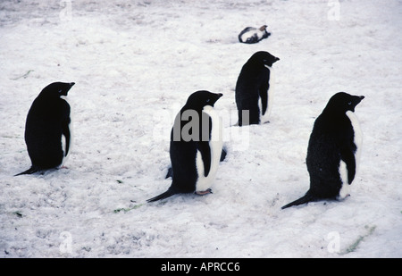 Vier Adelie-Pinguine der Antarktis Hope Bay Stockfoto