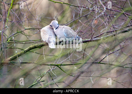 ein paar Rotflügel Tauben putzen (Streptopelia Decaocto) Stockfoto