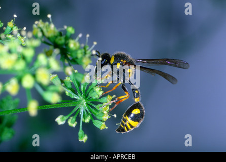 Gesundheit Potter Wasp, Eumenes coarctatus. Die Fütterung von Blüten Stockfoto