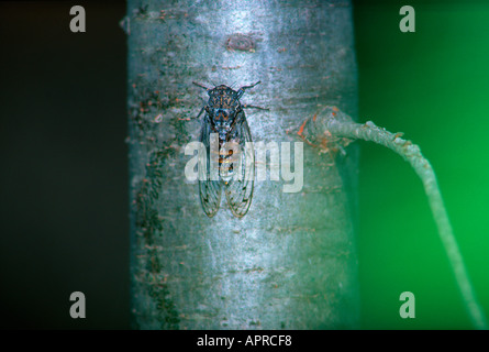 Zikade, Cicada Orni. Auf Baumstamm Stockfoto