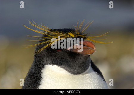 Makkaroni Penguin, Eudyptes Chrysolophus Cooper Bay South Georgia Porträt Nahaufnahme des Kopfes Stockfoto