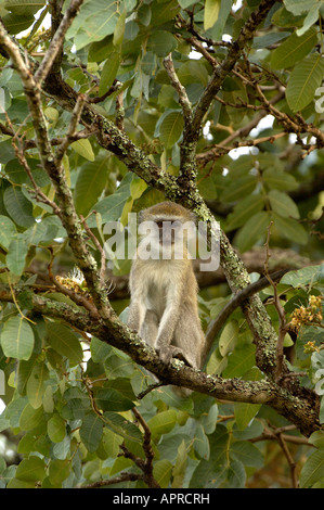 Vervet Affen in Aethiops Pygerythrus Kasanka Nationalpark Sambia Stockfoto