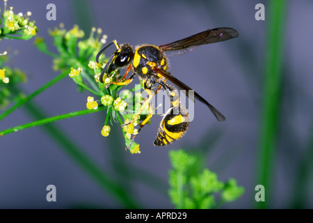 Mason Wespe, Eumenes SP. sammeln Nektar auf Blume Stockfoto