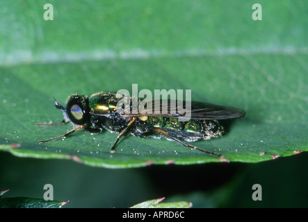 Soldat-Fly, Chloromyia Formosa. Auf Blatt Stockfoto