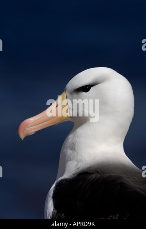 Black-browed Albatros Diomedea Melanophoris Porträt der Falkland-Inseln Stockfoto