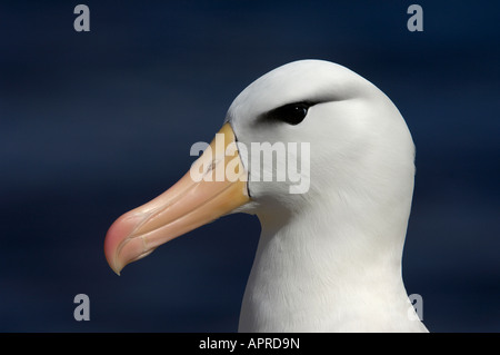 Black-browed Albatros Diomedea Melanophoris Porträt der Falkland-Inseln Stockfoto
